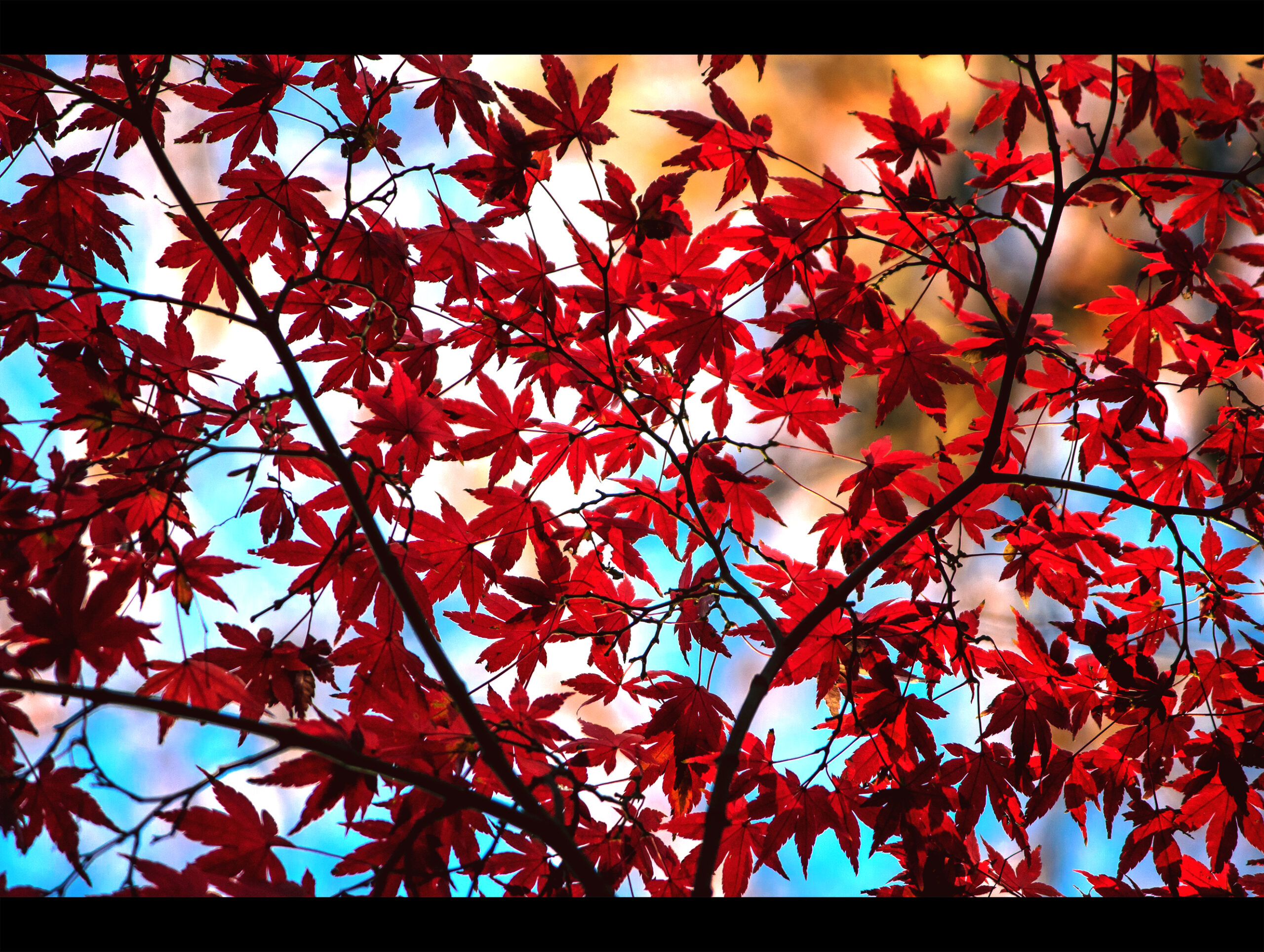 Autumn colors of Tokyo