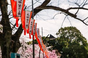 Sakura and Hanami
